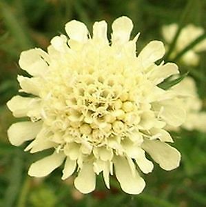 Scabiosa ochroeleuca Moon Dance 250 seeds