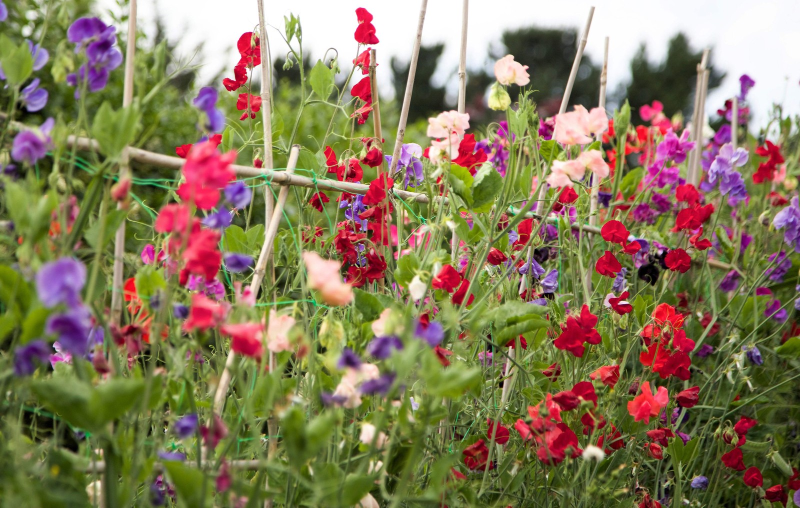 60 Mixed Colors SWEET PEA ROYAL Family Mix Lathyrus Odoratus Flower Vine Seeds