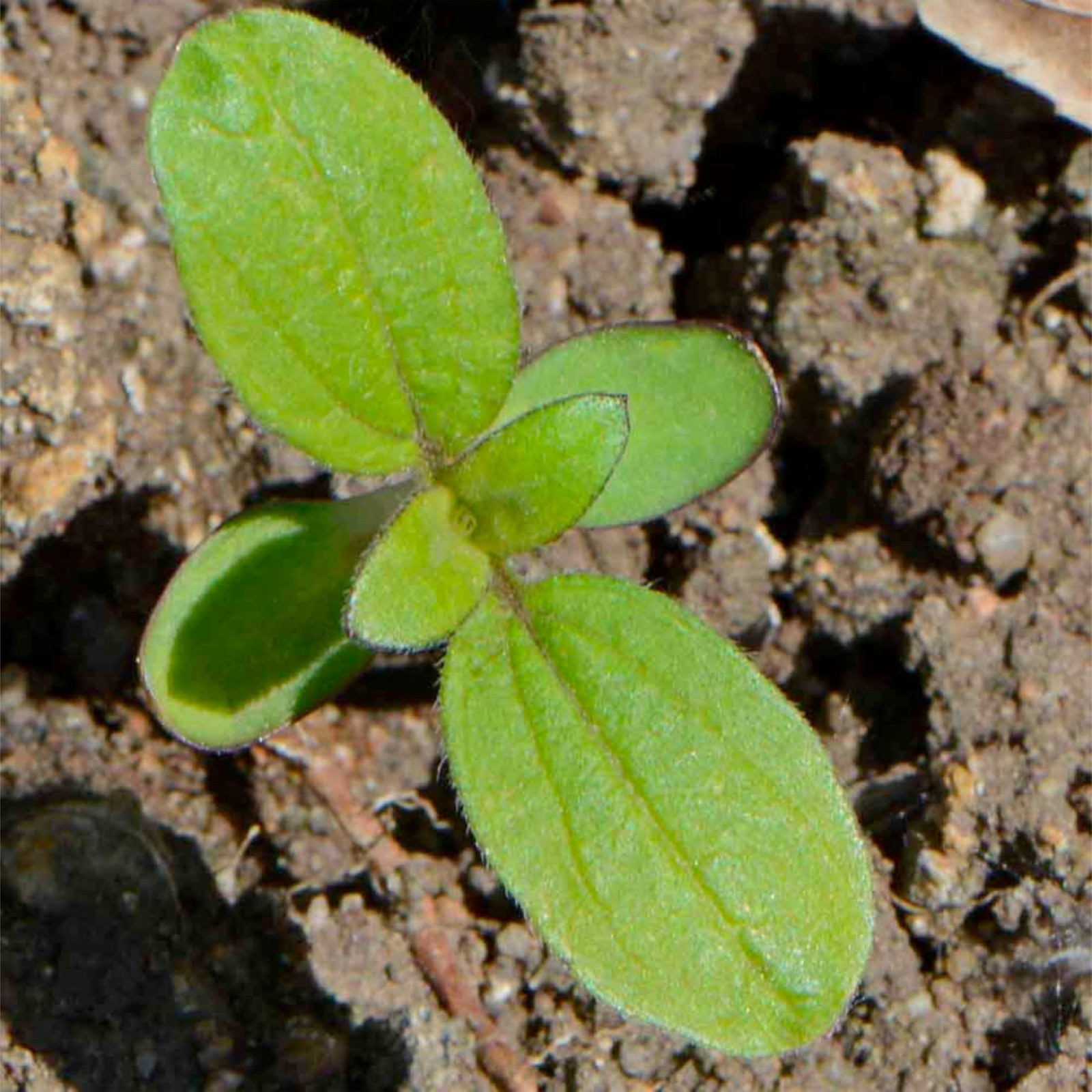 Sunflower Seeds Mix 7 Varieties of Helianthus Annuus for Vibrant Gardens