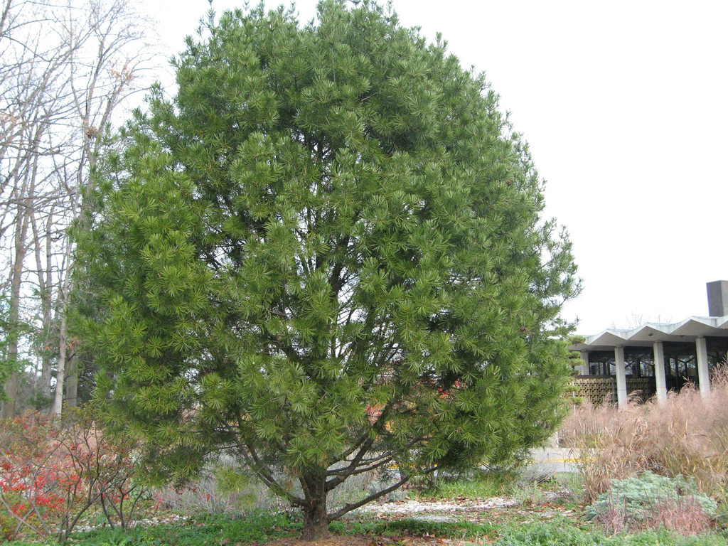 Lacebark Pine, Pinus bungeana, Tree Seeds (Showy Hardy Evergreen, Bonsai)