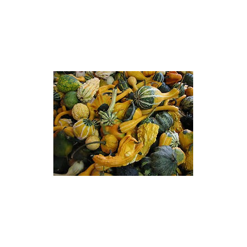 Gourd Large Mix Great Heirloom Vegetable By Seed Kingdom 10 Seeds