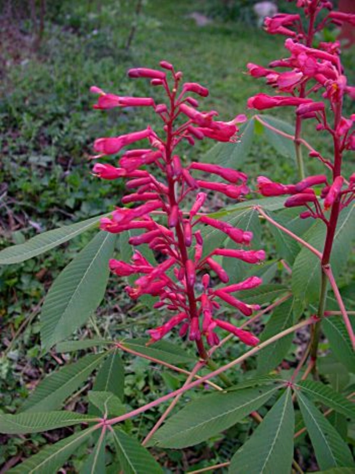 Exact plant #35 for Bonsai Aesculus Pavia (Scarlet buckeye), 3-4 years old