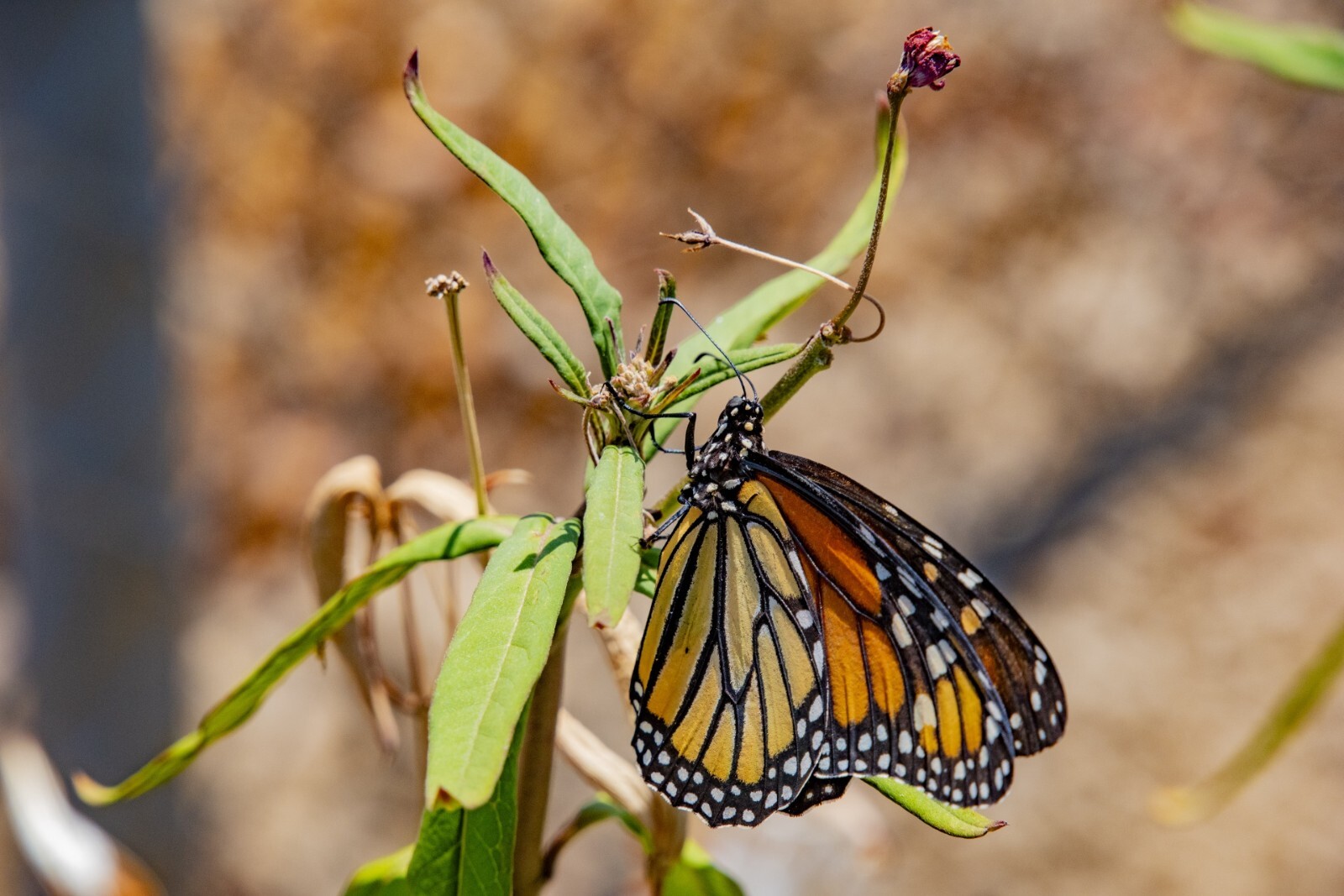 50+ Swamp Milkweed Seeds, Asclepias Incarnata, Cold-Stratified, Spring Planting