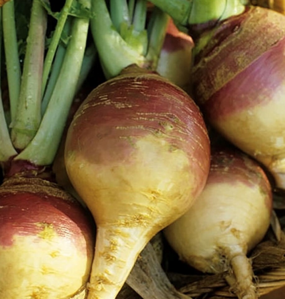 American Purple Top Rutabaga Seeds | Heirloom | Organic | Rare