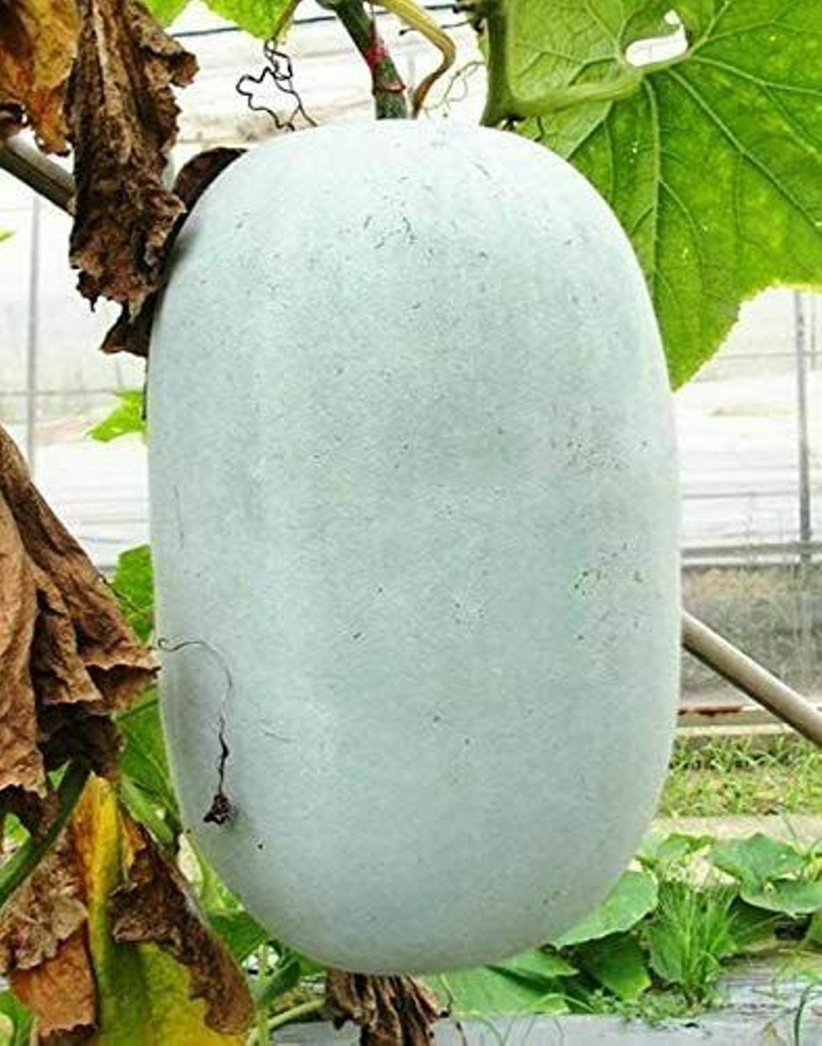 30 Organic Seeds of WAX GOURD Winter Melon White Ash Benincasa Hispida