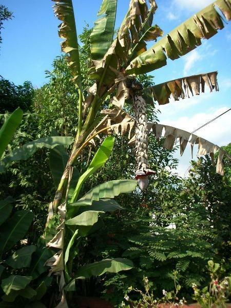 Musa acuminata | Wild Cavendish | 5 Seeds