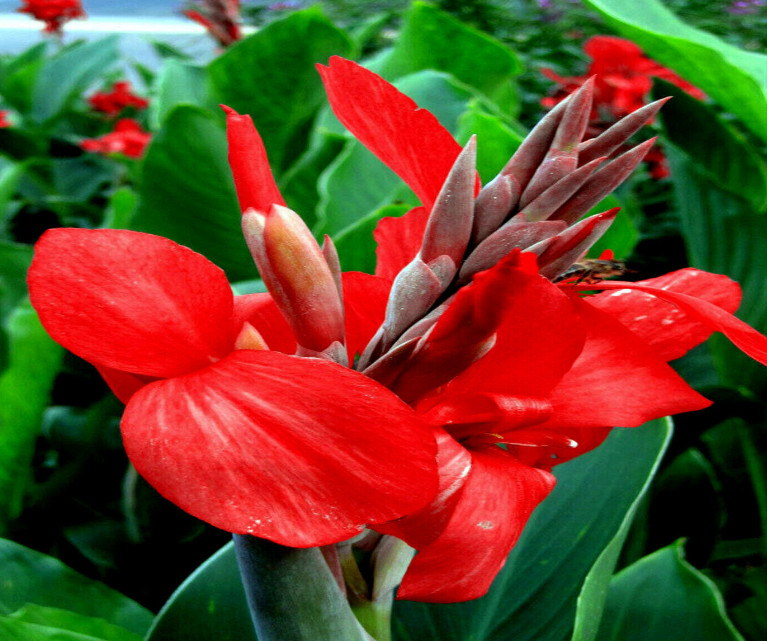 Canna Lily – 3 Rhizomes Red Canna tropical perennials flower bulbs Live