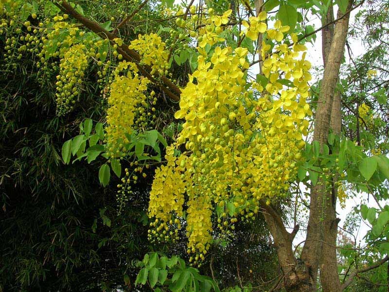 Cassia Fistula, Tropical Golden Shower Tree 500 Seeds, Ships From USA