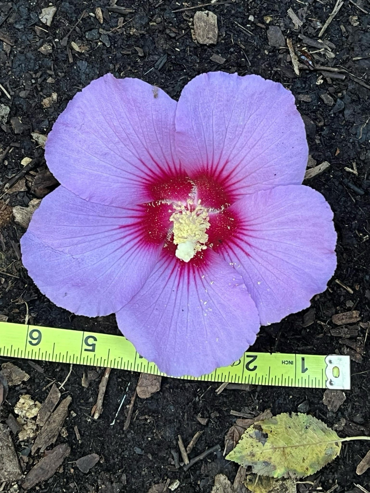 Hibiscus paramutabilis Giant Rose of Sharon Hybrid Seeds (10) 6″ Flowers