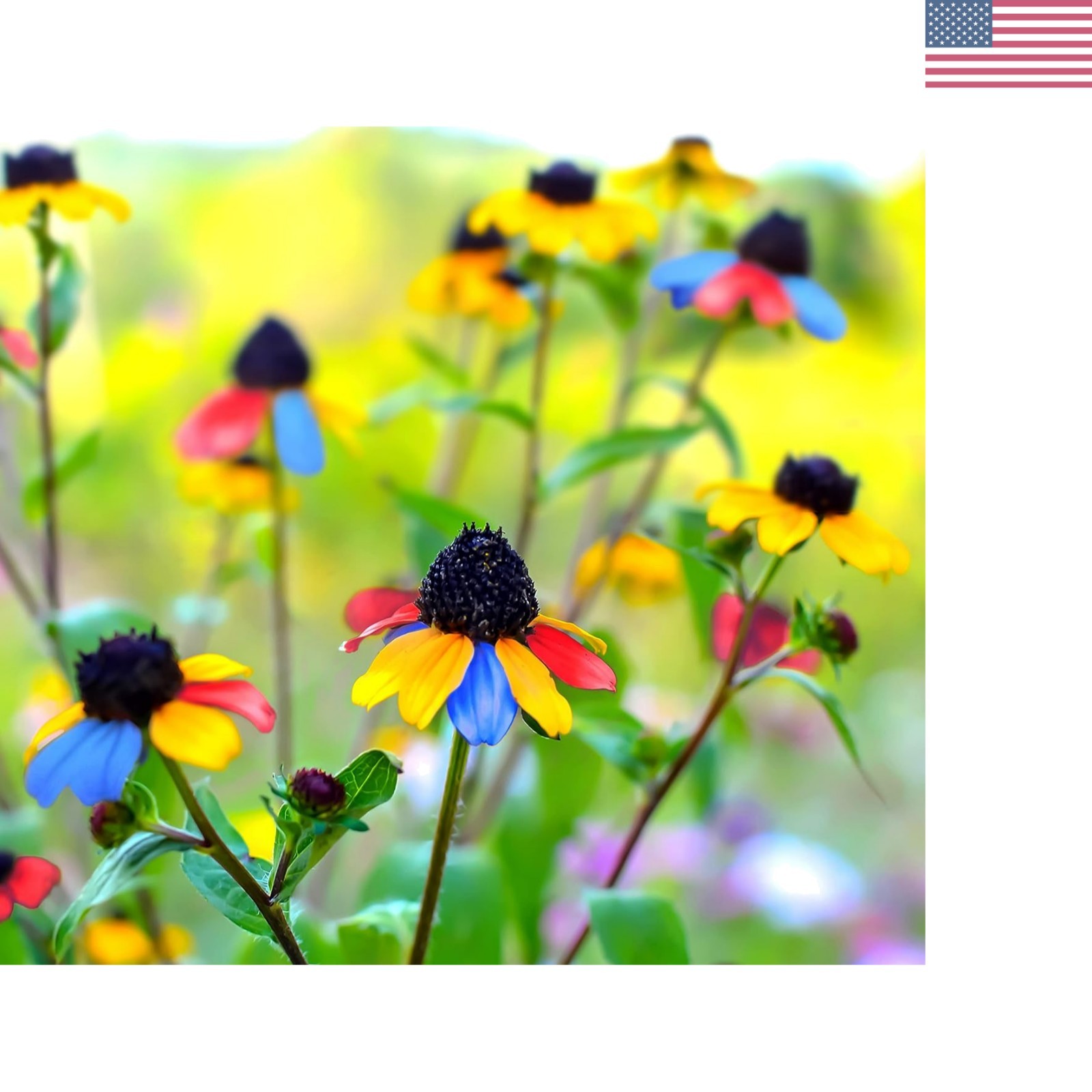 5G Multicolored Susan Seeds Attracts Butterflies Plant in Your Flower Garden