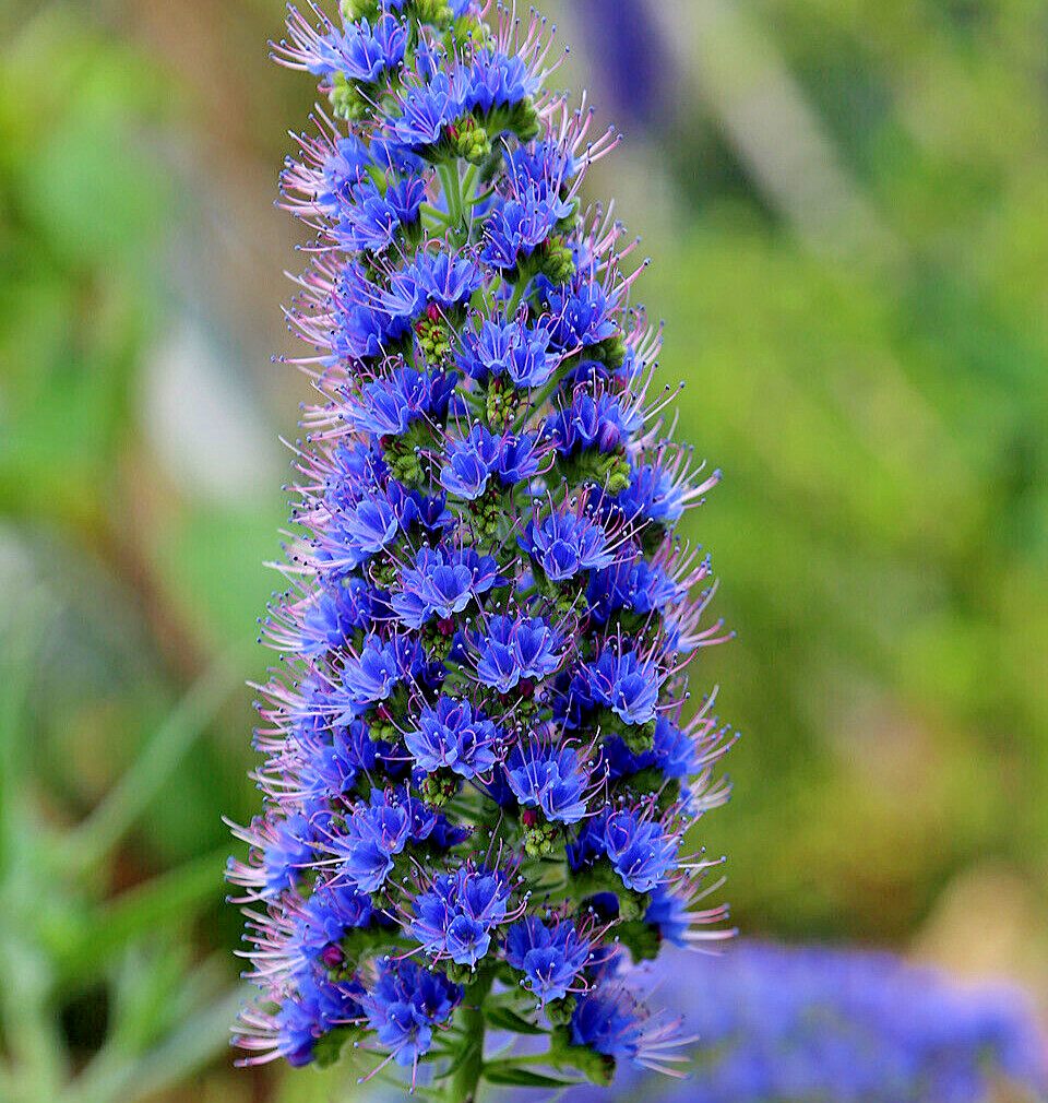 1000 BLUE PRIDE of MADEIRA Seeds (Echium candicans) Bulk Perennial Flower Plant