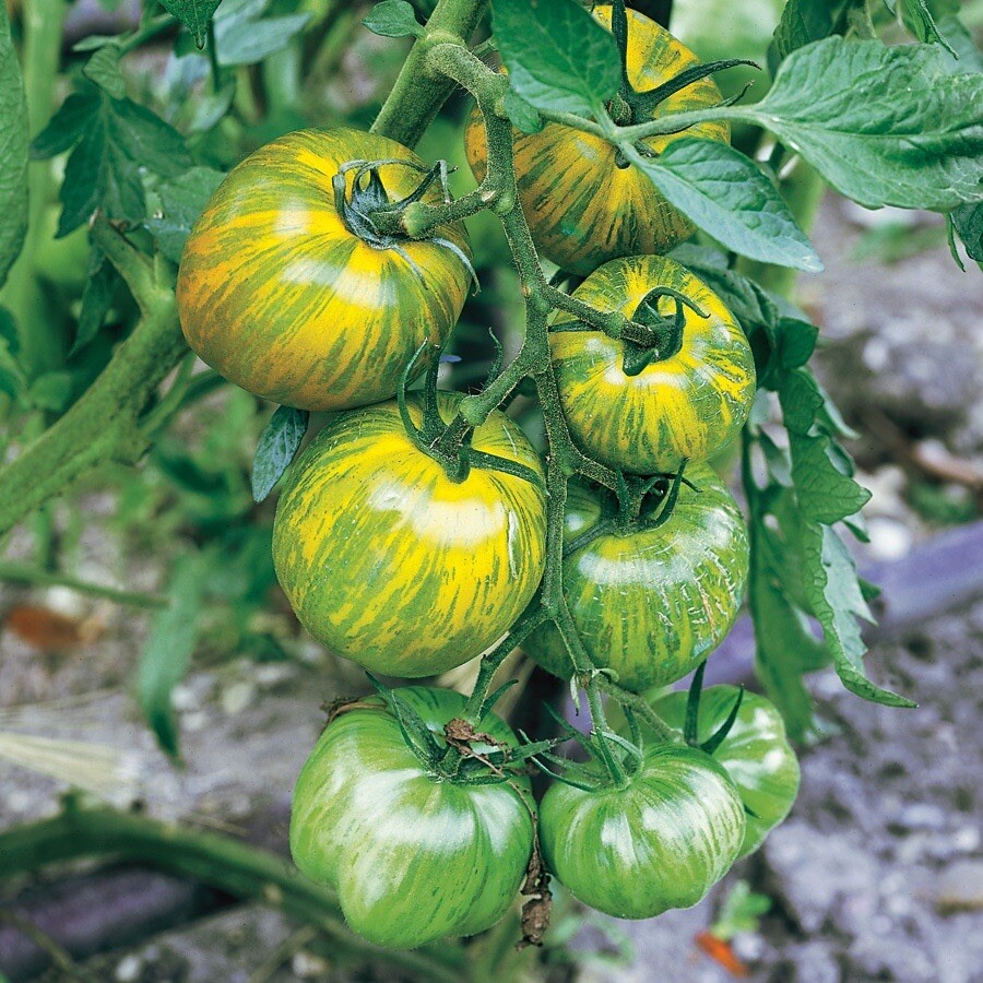 (20) GREEN ZEBRA Heirloom Tomato Seeds plants garden