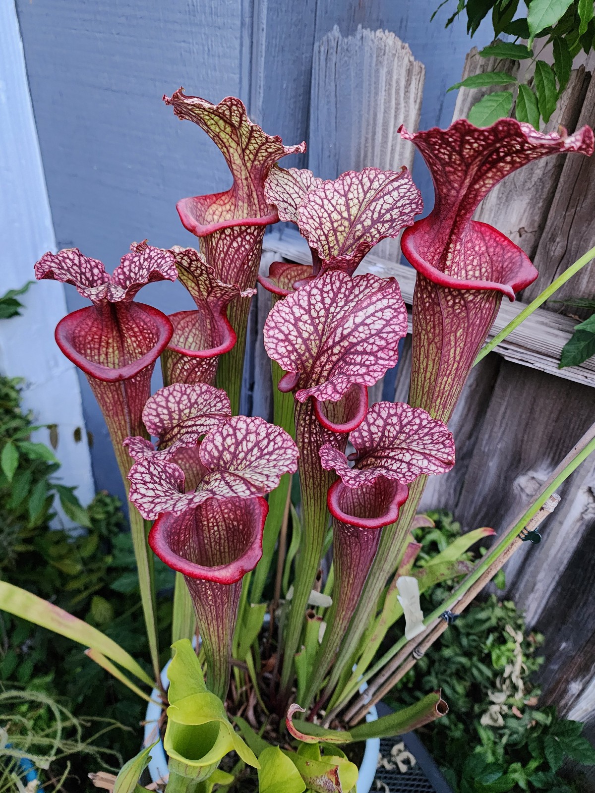 2025 SARRACENIA SEEDS: (LEUCO PURPLE LIPS X FLAVA ORNATA) X (CRONUS HYBRID)