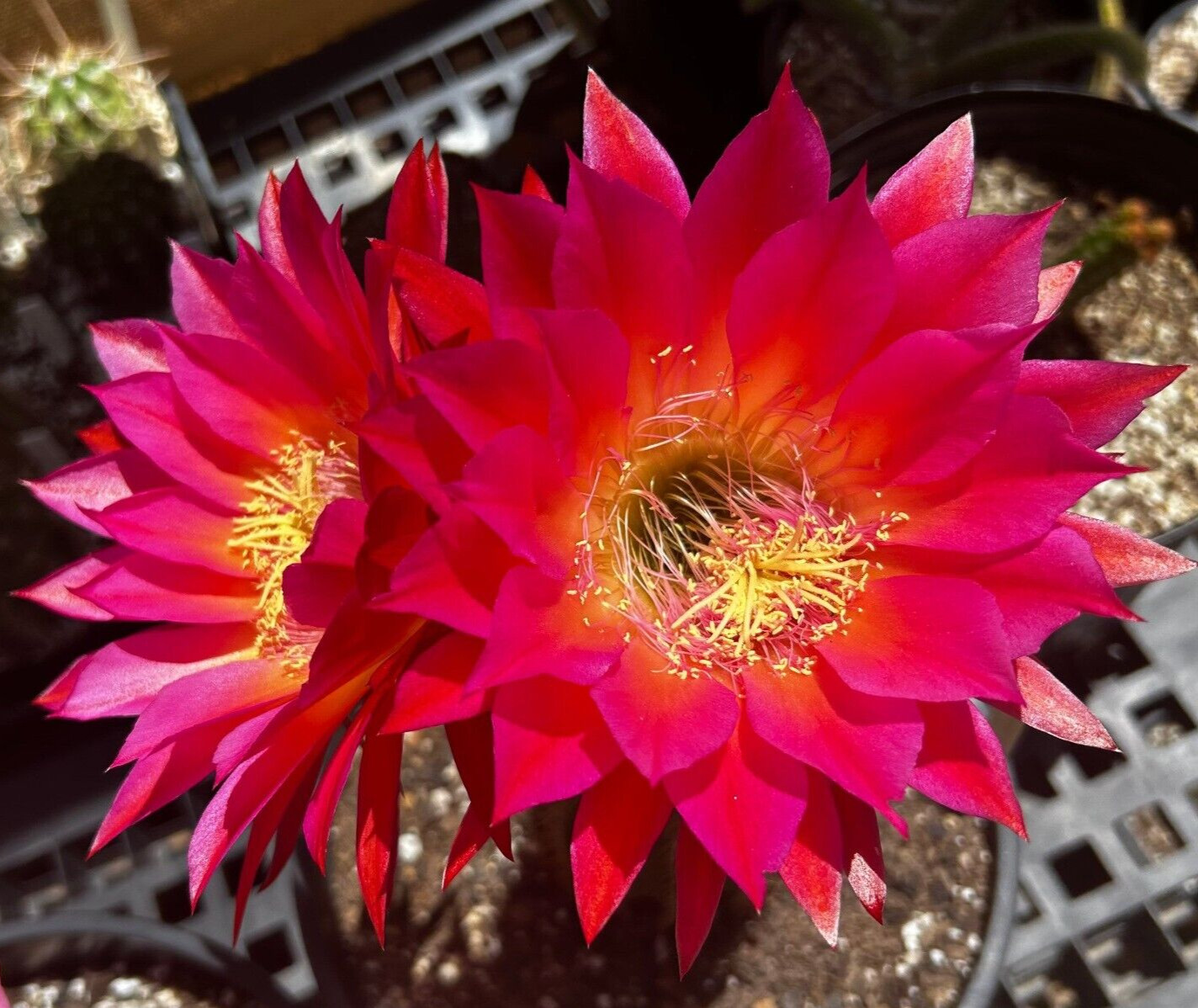 6 INCH,T.Cereus,CHERRY WINE,Echinopsis,Cactus,Blooming,Plant,Succulent