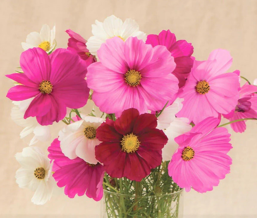 Sensation Mix Cosmos Seeds | Fuchsia Red Pink White Daisy Flowers Seed 2025
