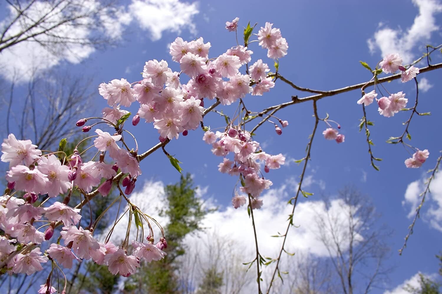 Weeping Cherry Tree Seeds for Planting (8 Seeds) – Blooming Weeping Higan Cherry