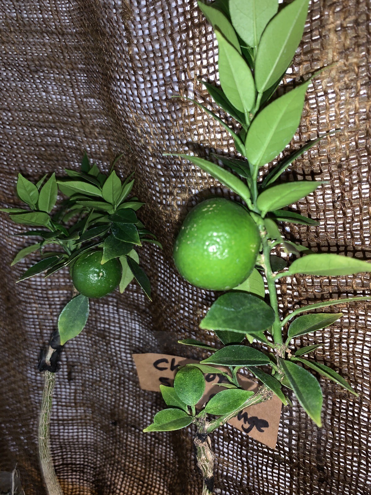 Myrtle Leaf Orange 14-20” tall (Citrus myrtifolia) Chinotto 2.5″ Pot Size