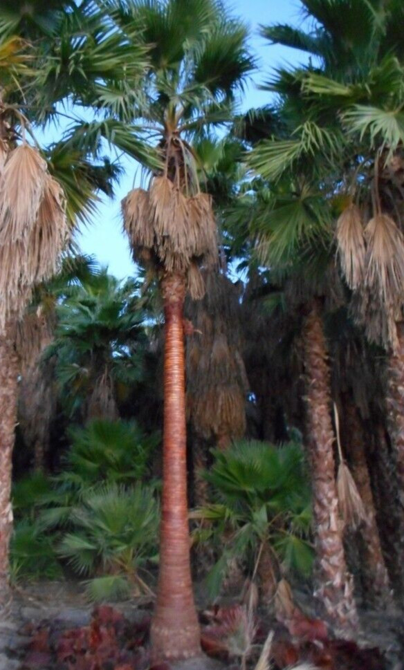 Washingtonia Hybrid Filifera / Robusta Fan Palm, 25 Fresh Fall 2024 Seeds “RARE”
