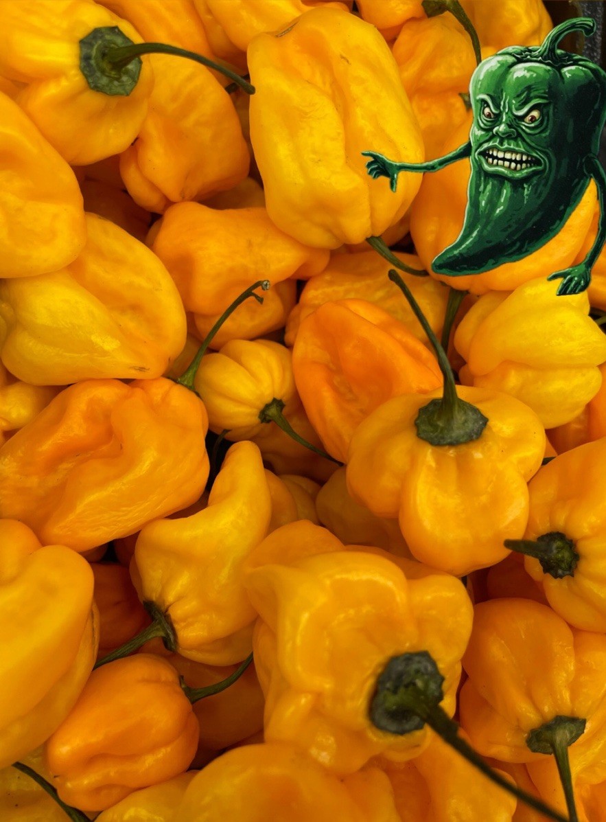[YELLOW HABANERO] PEPPER SEEDS! FREE SHIPPING!