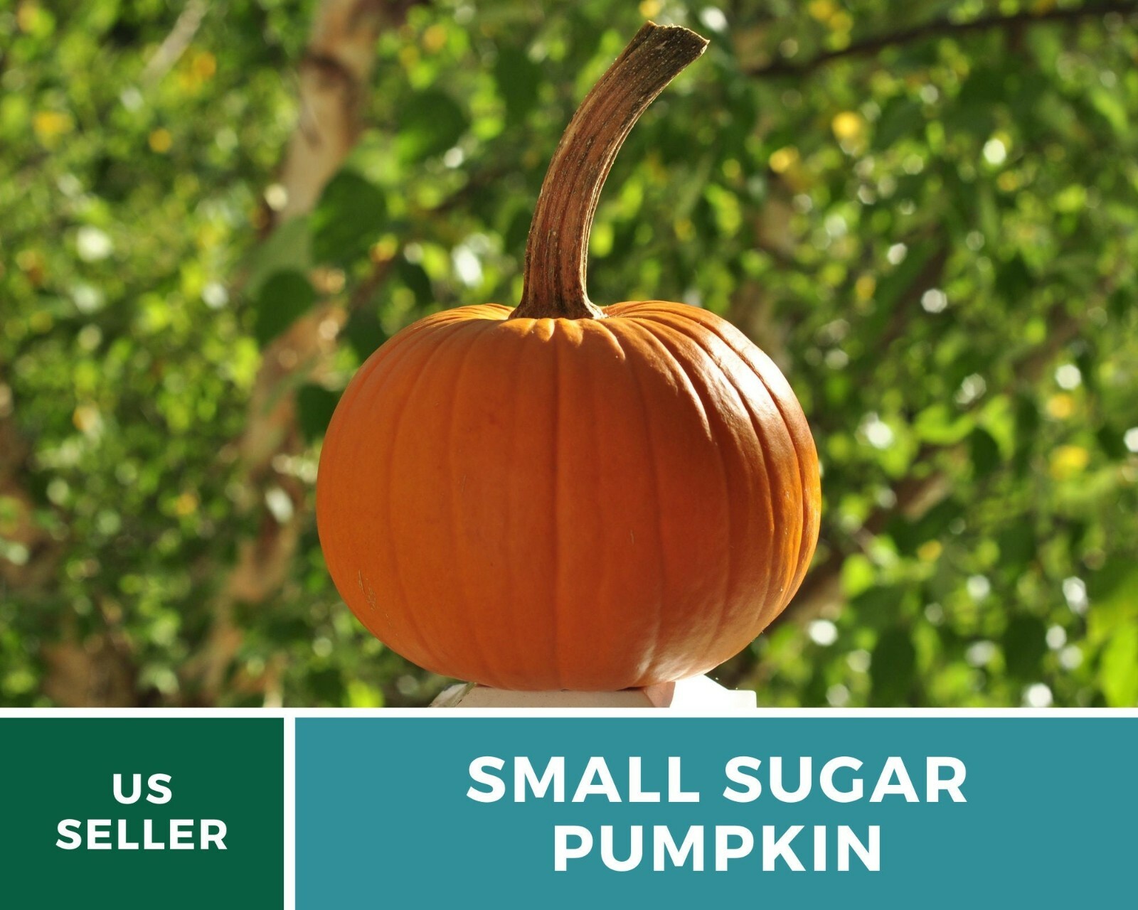 Pumpkin, Small Sugar – 15 Seeds – Heirloom – GMO Free (Cucurbita pepo)