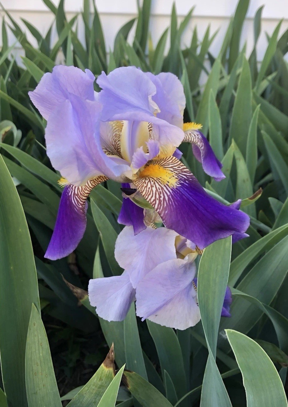 Purple Bearded Iris Rhizomes Bulbs Quantity of 10- Large Bulbs Free Shipping!