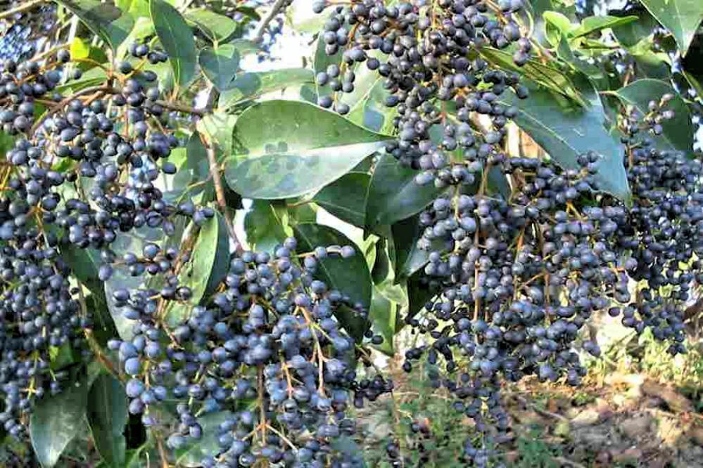 Ligustrum lucidum Chinese Privet 10 seeds