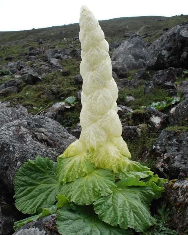 Rheum Nobile 5 Seeds, Giant Rare Edible Noble Or Sikkim Rhubarb Vegetable Plant