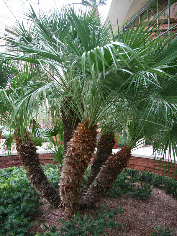 Mediterranean Fan / European Palm Tree, Chamaerops Humilis, 12+ Years Old, 48″