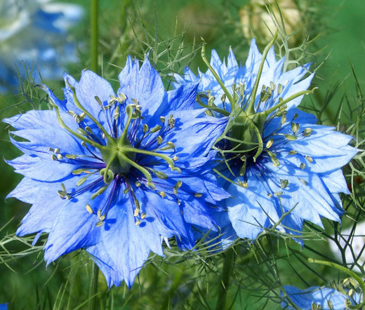 LOVE IN A MIST JEWELS MIX Nigella Damascena – 5,000 Bulk Seeds