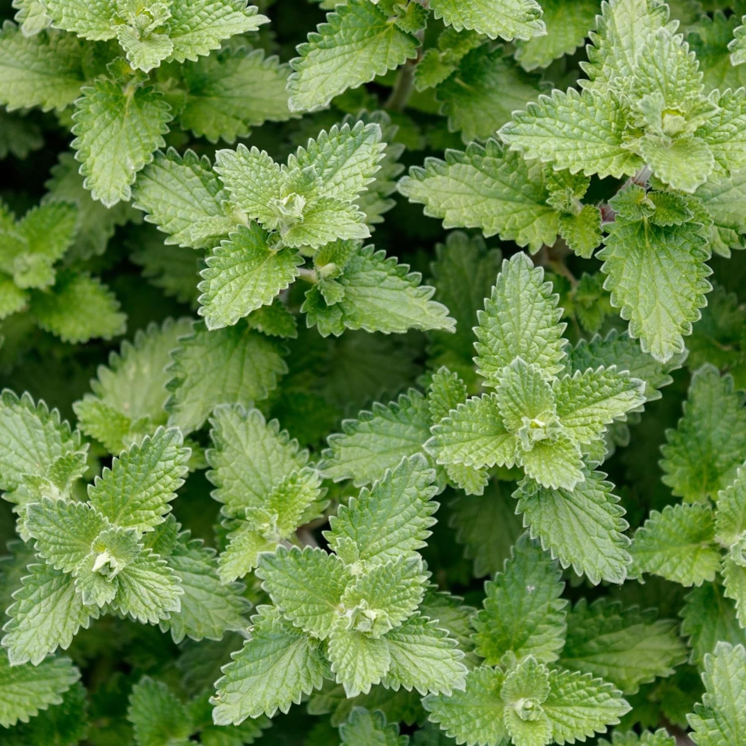 Catnip Seeds – 700+ Heirloom, Non-GMO, Fragrant, Low Maintenance Herb