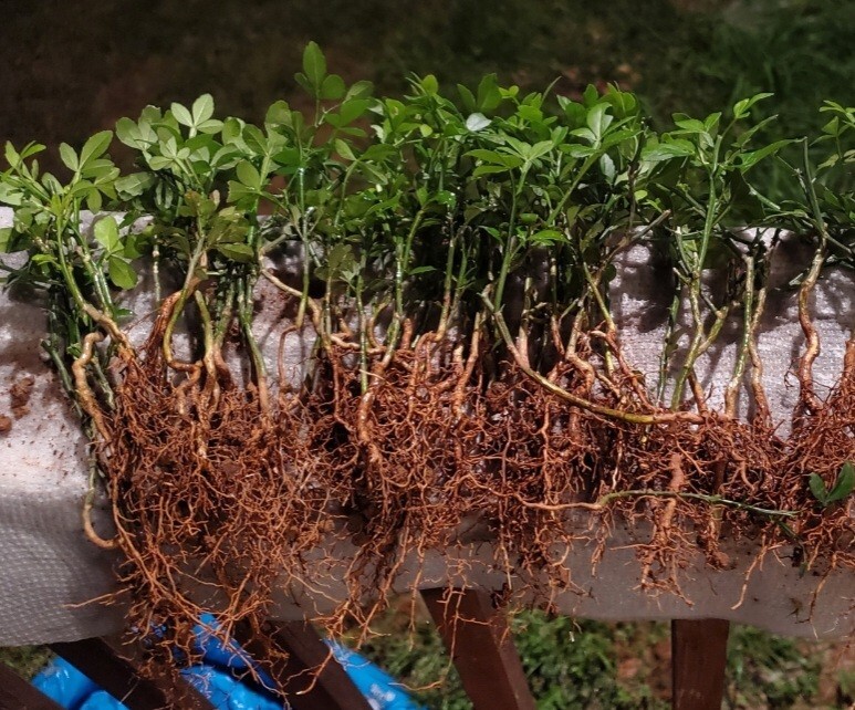Poncirus Trifoliata Citrus Trifoliate Oranges (25 Ct) Year 1 Seedlings 4-6″ 🍊