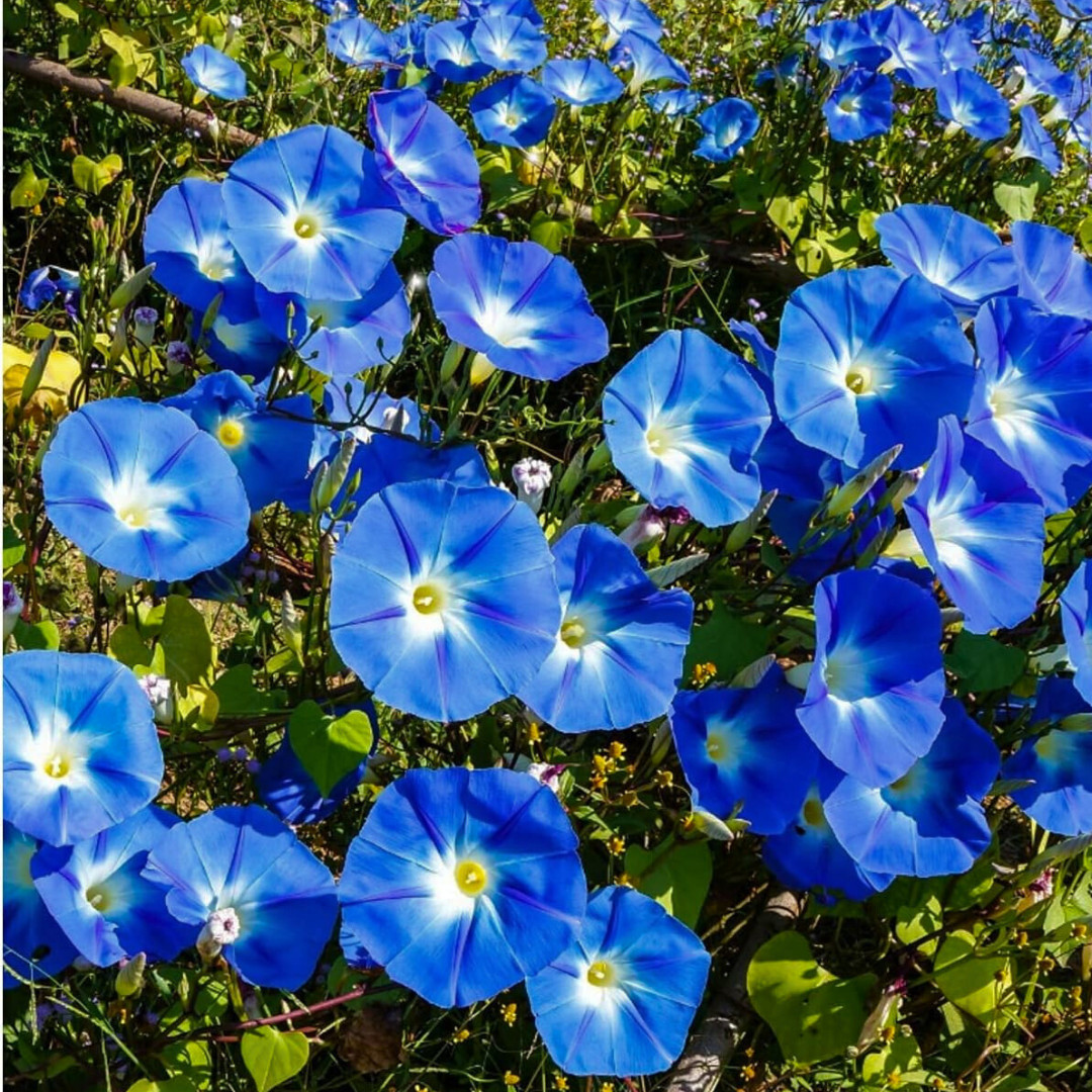 Fresh Morning Glory Seeds | Heavenly Blue | Heirloom Non-GMO | Flower Seeds
