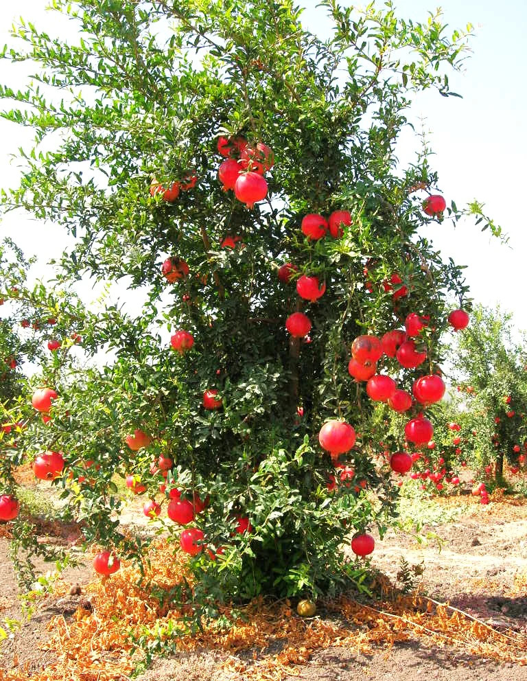 Pomegranate Tree Seeds – For 2026 Planting Punica Granatum Anar Dalim Granate