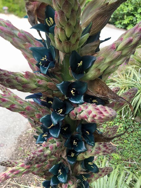 Puya alpestris | Sapphire Tower Bromeliad | 75 Seeds
