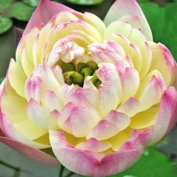 5 PHILIPPINE GOLD LOTUS SEEDS – Nelumbo Nucifera