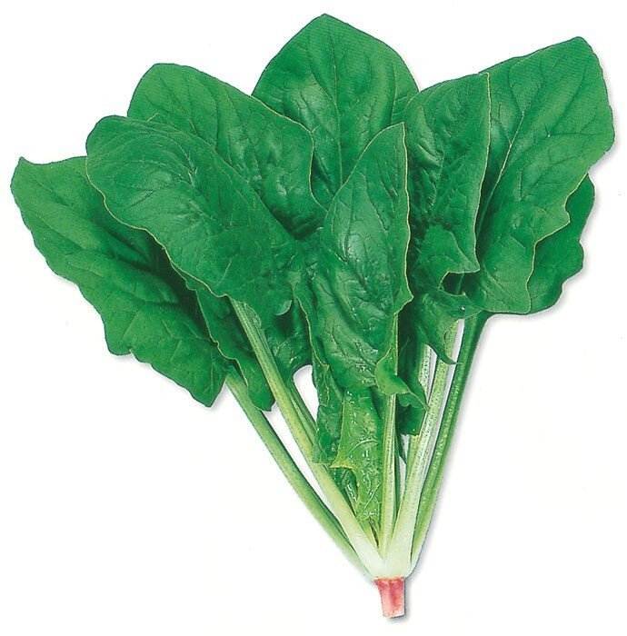 Non-GMO Asian Vegetable Round Leaves Spinach Seeds（圆叶菠菜）300+seeds