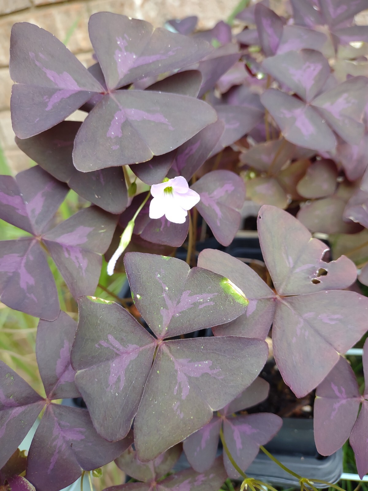 5 Bulbs Purple Shamrock, Oxalis Triangularis Bulbs, Flowers Bulbs Free Shipping
