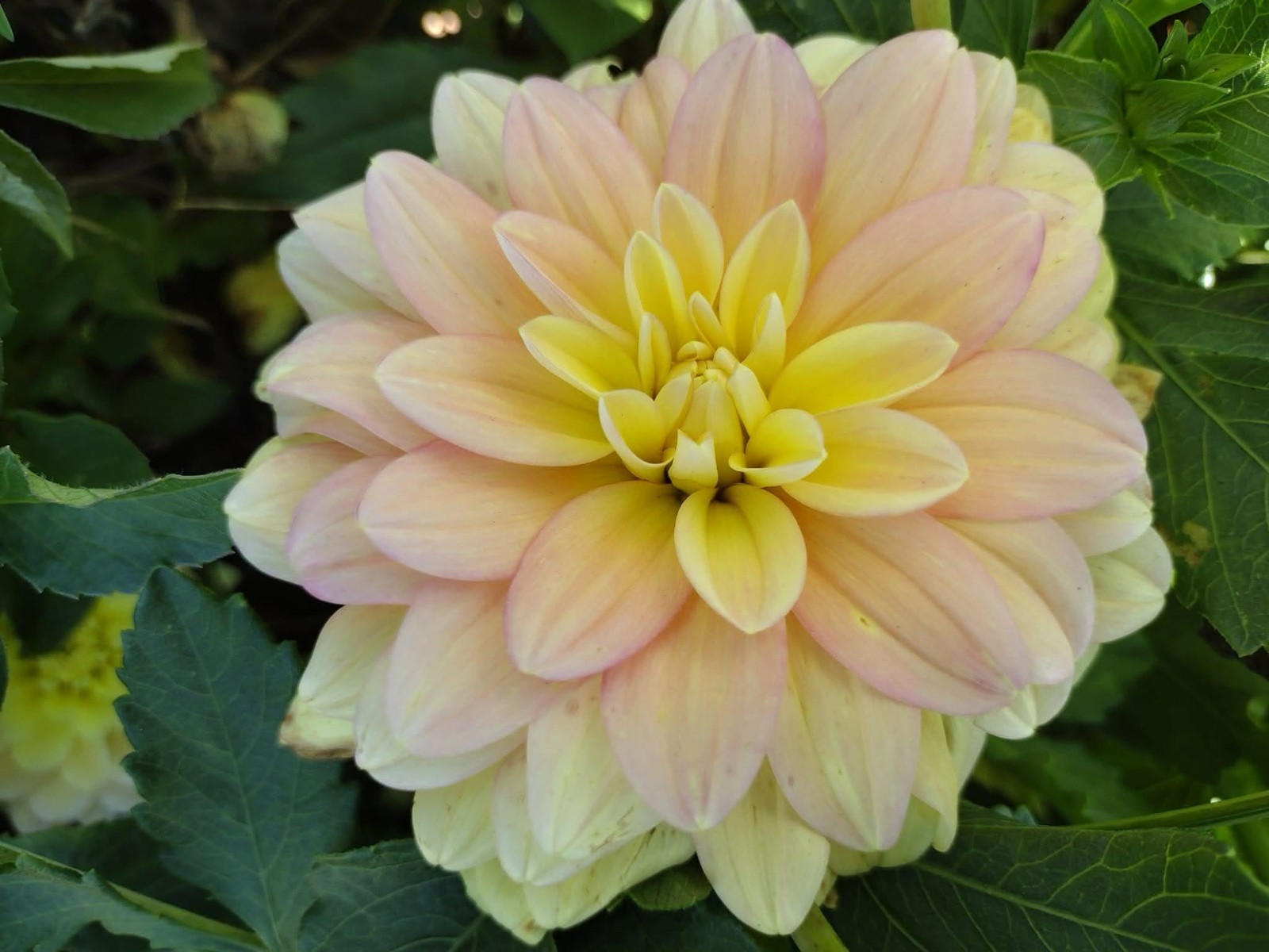 Home Grown Dahlia Flower Tuber Bulb Bundle Lot 10-50 Grower’s Choice Tubers