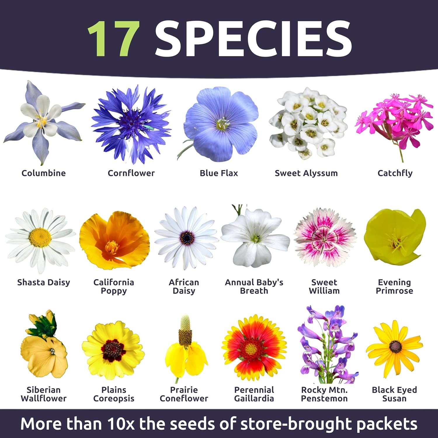 25,000 Non-GMO Rocky Mountain Flower Seeds – Large Regional Seed Mix