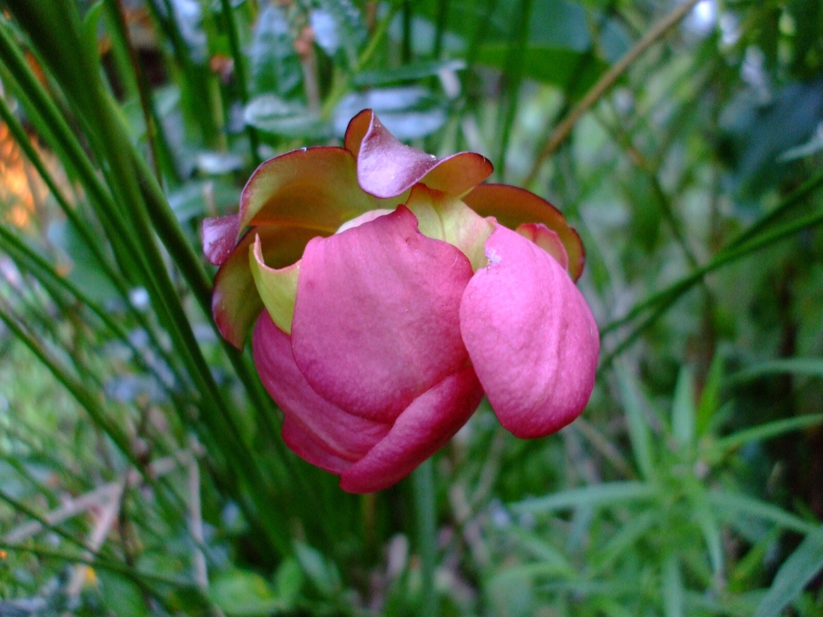 Sarracenia purpurea (Purple Pitcher Plant) wildflower seed packet, Z 4 -8