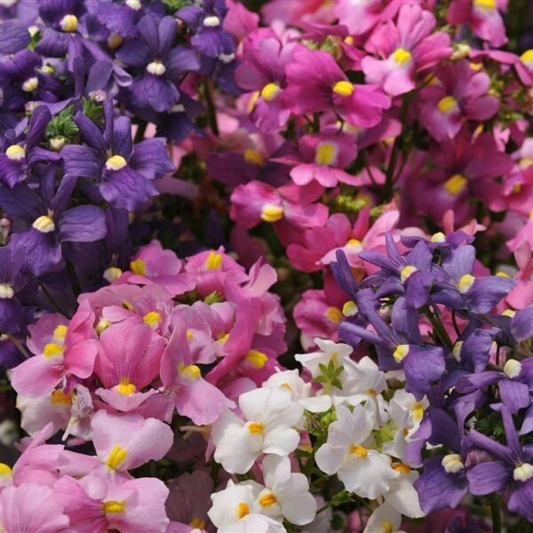 Nemesia Poetry Perennial Mix 200 seeds fresh organic ships same day