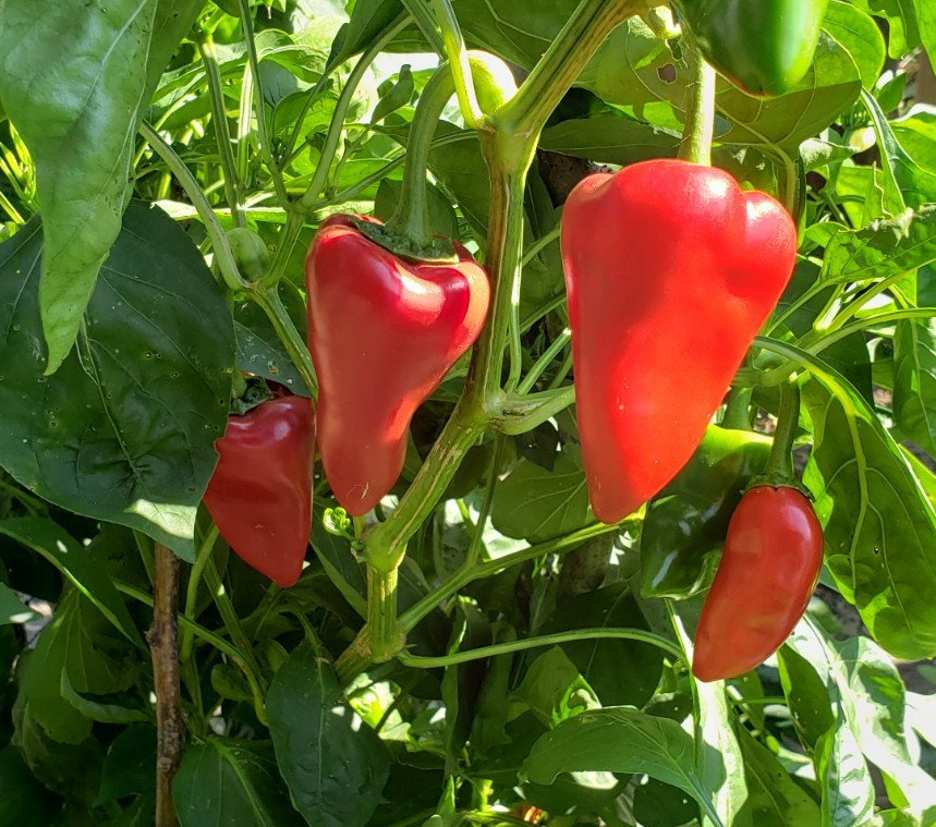 Piquillo Pepper (20 seeds), ideal for roasting Free Shipping!