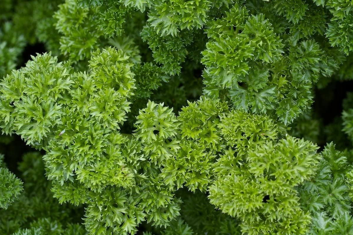 Parsley Herb Seeds , Moss Curled Parsley Seeds, “COOL BEANS N SPROUTS” Brand. Ho