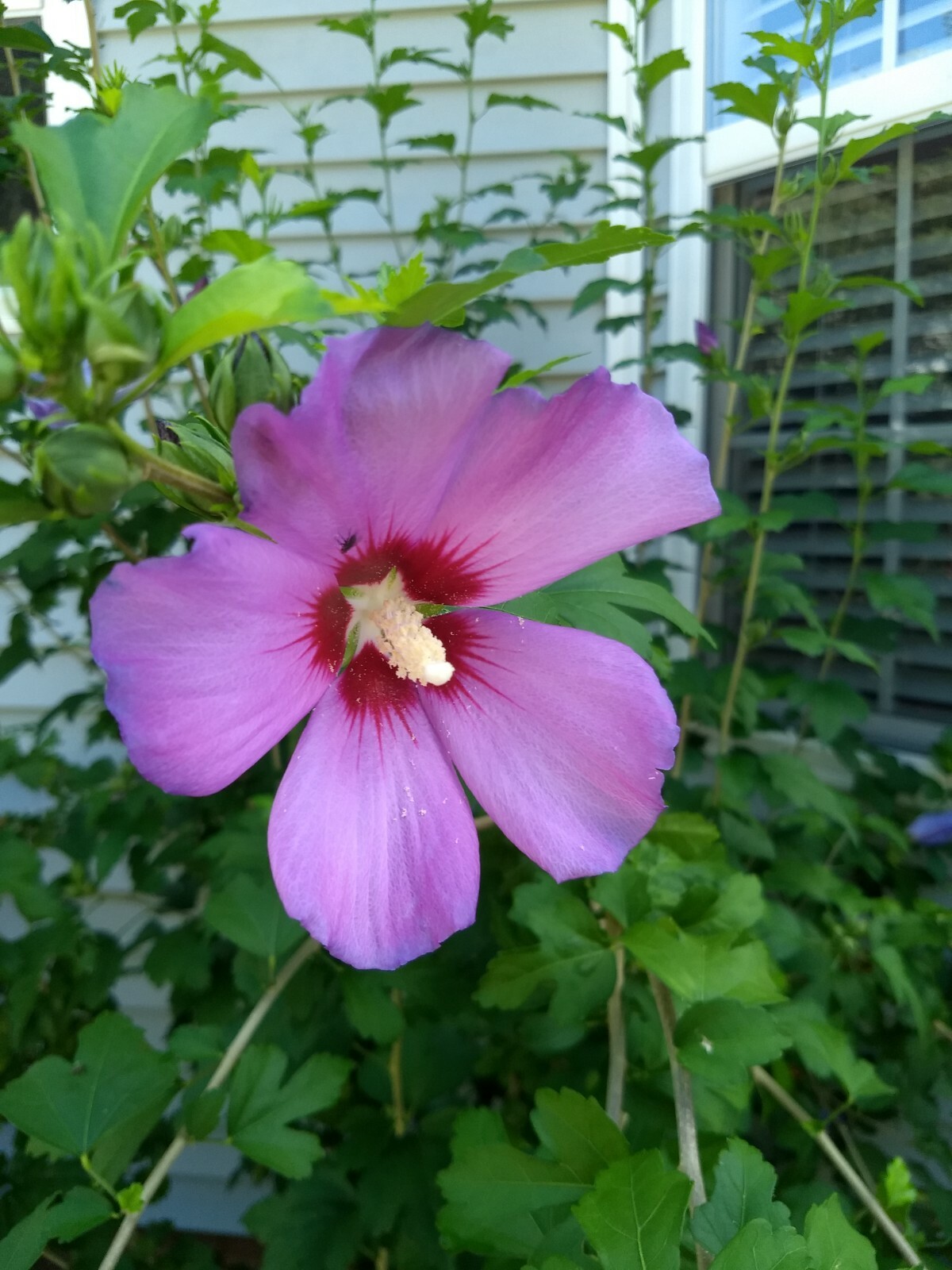 75+ Pink, Purple and White Rose of Sharon Seeds (Hibiscus syriacus, Aphr Althea)