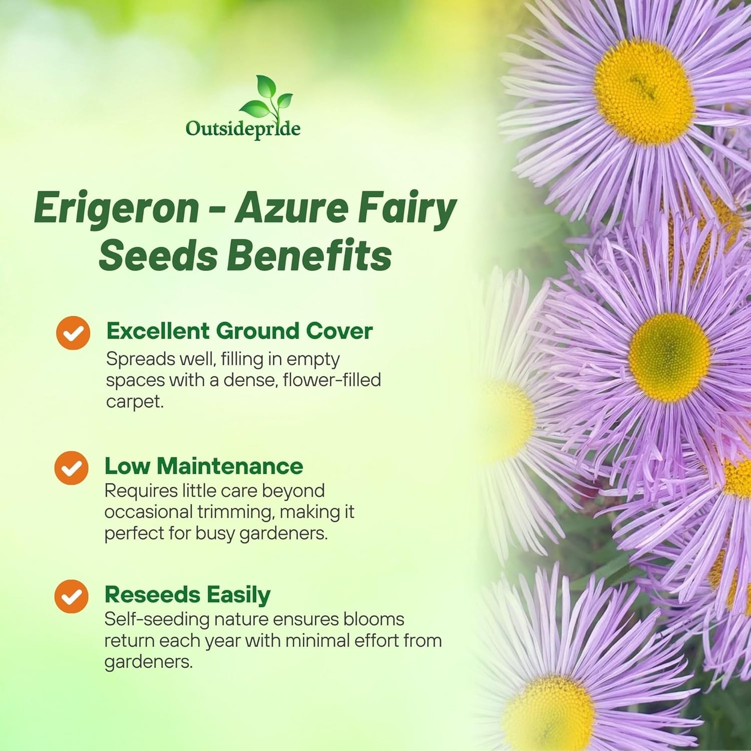 2000 Seeds Erigeron Seeds – Erigeron Speciosus Fleabane Daisy Flower Seed