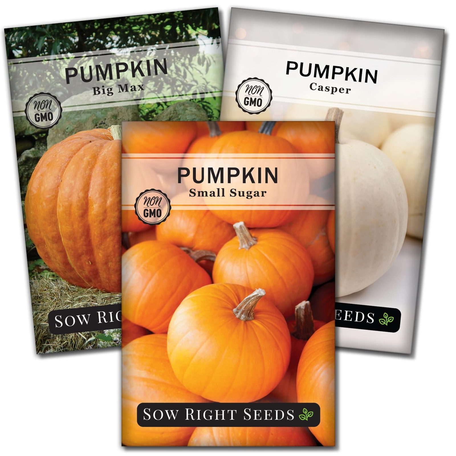 Classic Pumpkin Seed Collection NonGMO Heirloom Seeds for Home Garden