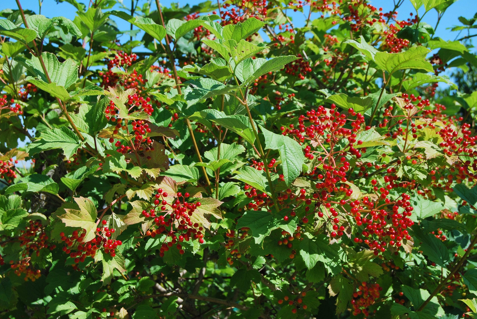20 AMERICAN HIGHBUSH CRANBERRY Viburnum Trilobum Red Fruit White Flr Shrub Seeds