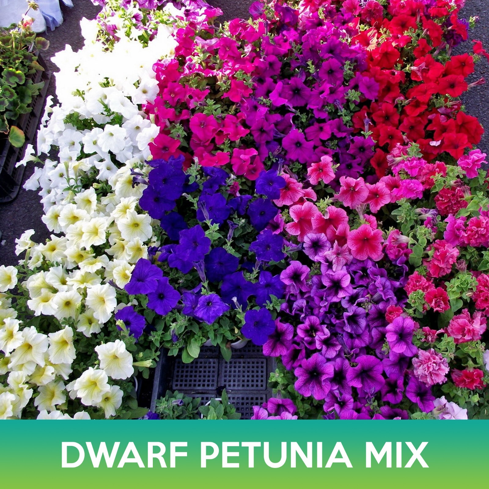 Dwarf Petunia Mix Seeds, Petunia nana compacta
