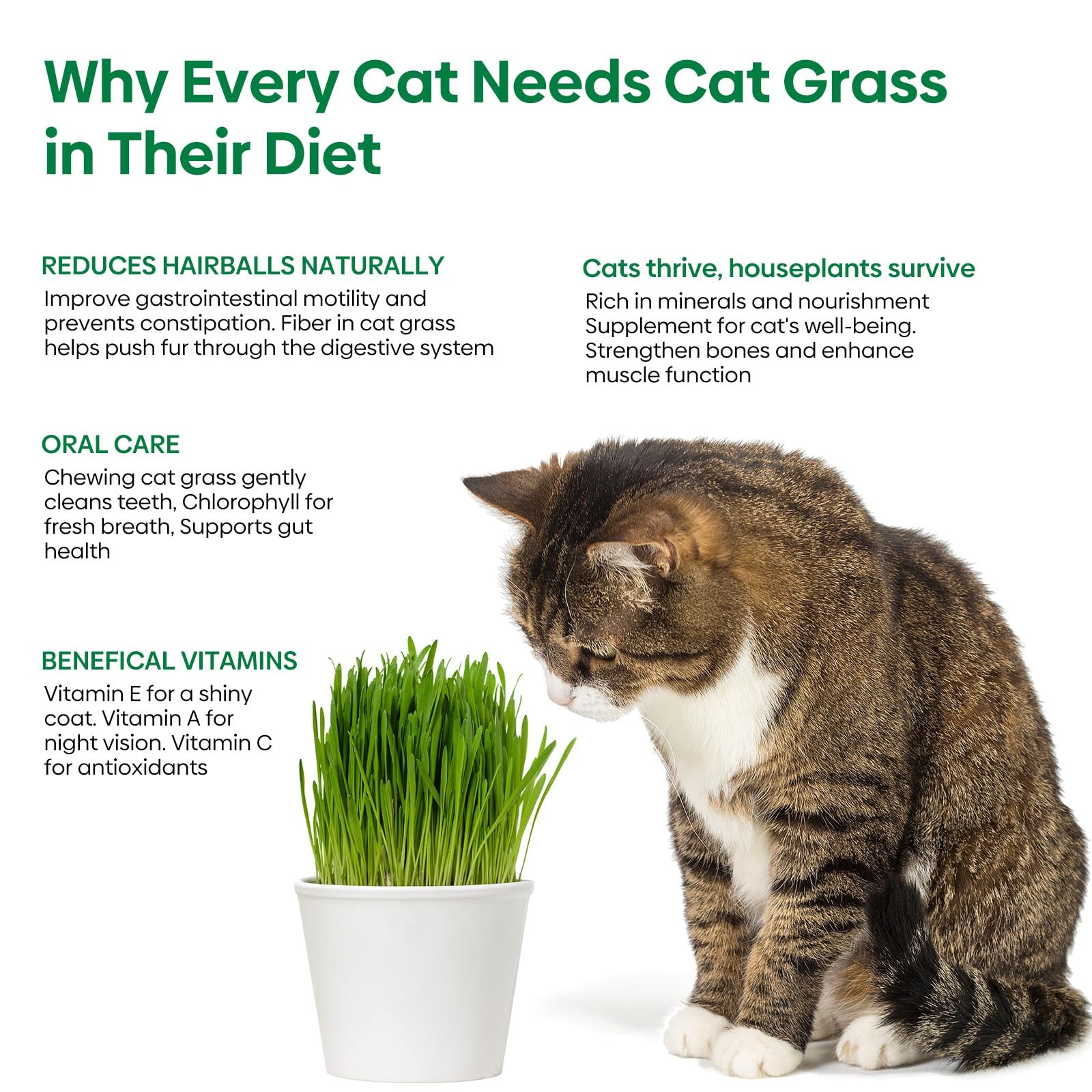 Cat Grass Seeds, 4 Ounce