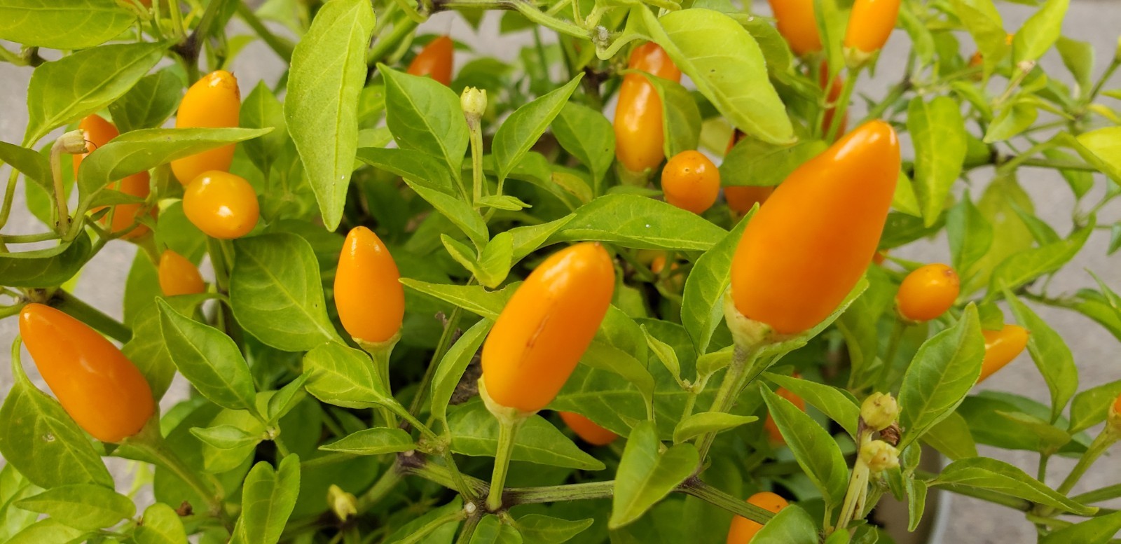 Sedona Sun Ornamental Pepper (25 seeds), bright orange peppers, Free Shipping!